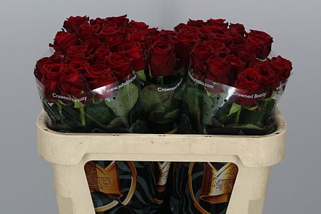 Rosa Gr Red Naomi (Роза Гр Ред Наоми) В80 Rus