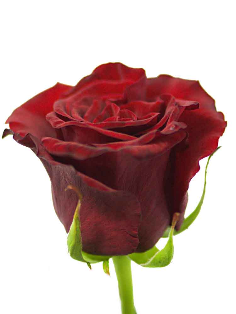 Роза эквадор бордовая