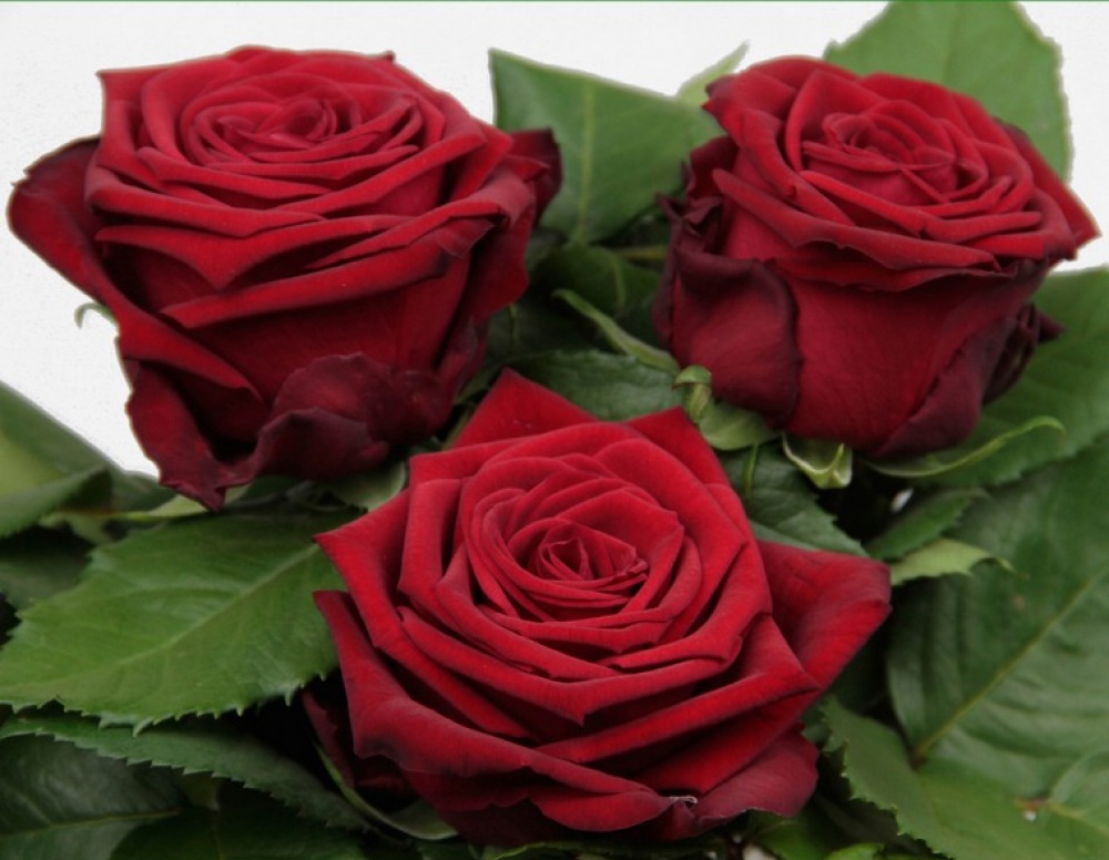 Rosa Gr Red Naomi (Роза Гр Ред Наоми) Цветы Удмуртии В90