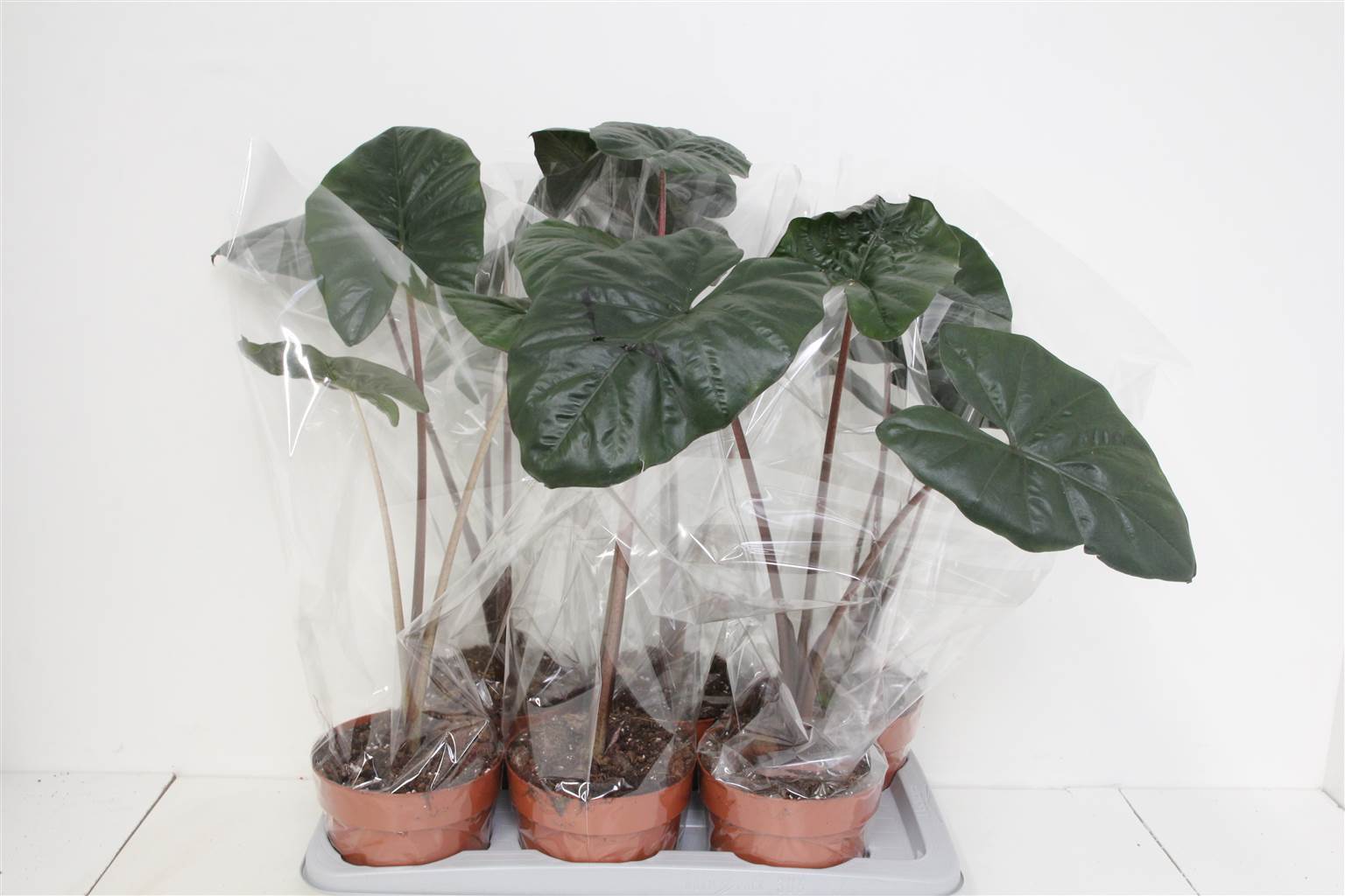 Алоказия Другое ( Alocasia Other ) W 17 см H 65 см