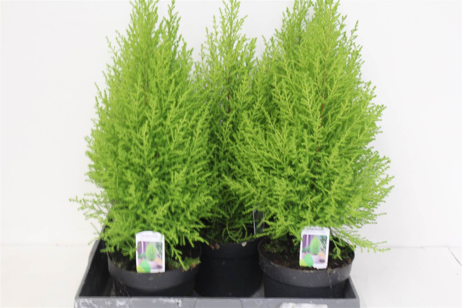 Купрессус Ма Голдкрест ( Cupressus Ma Goldcrestw ) W 17 см H 55 см