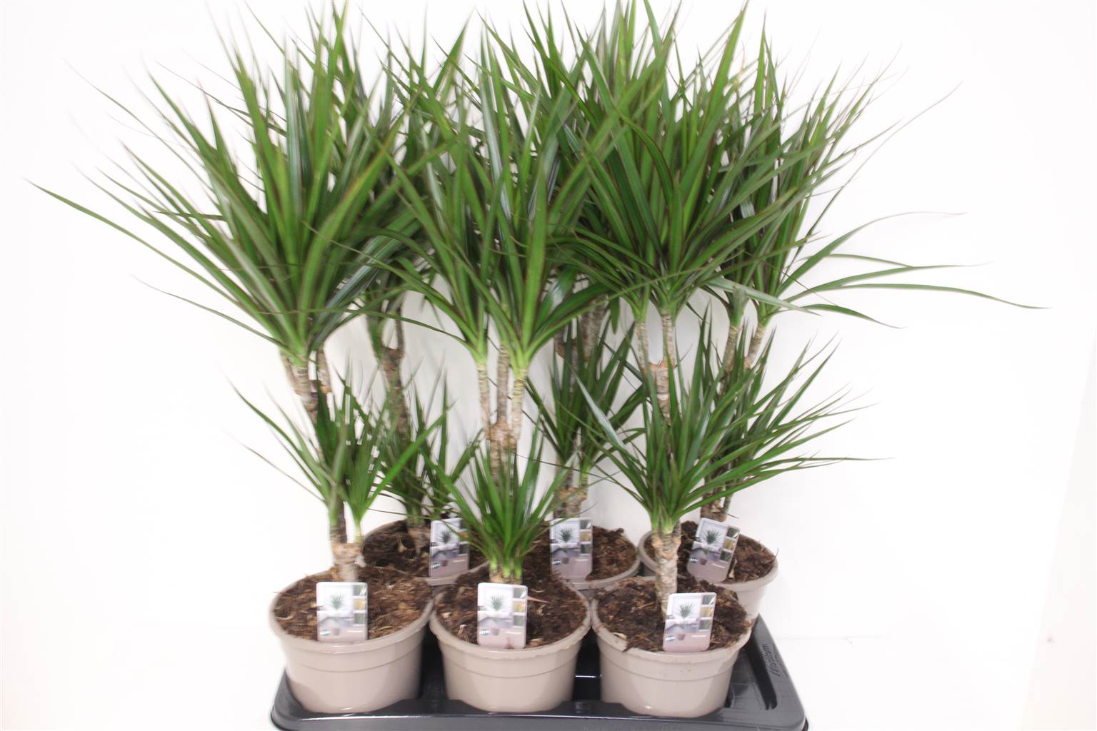 Драцена маргинальная ( Dracaena Marginata ) W 17 см H 80 см 3