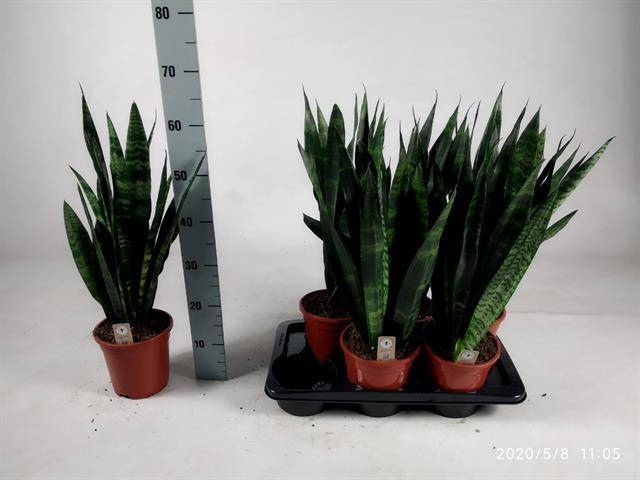 Сансевиерия Черный Коралл ( Sansevieria Black Coral ) W 17 см H 60 см