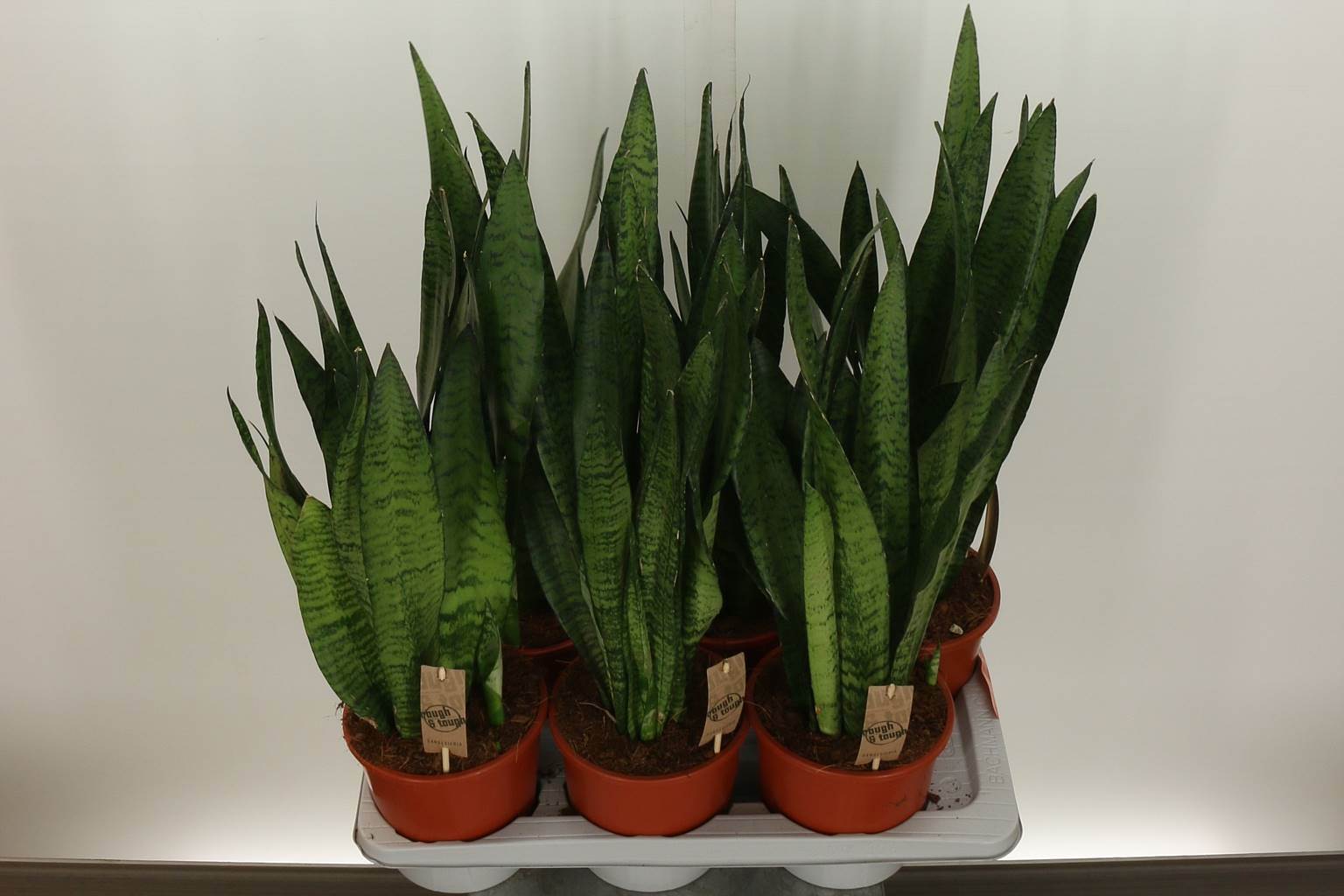 Сансевиерия Зей ( Sansevieria Zey ) W 17 см H 65 см