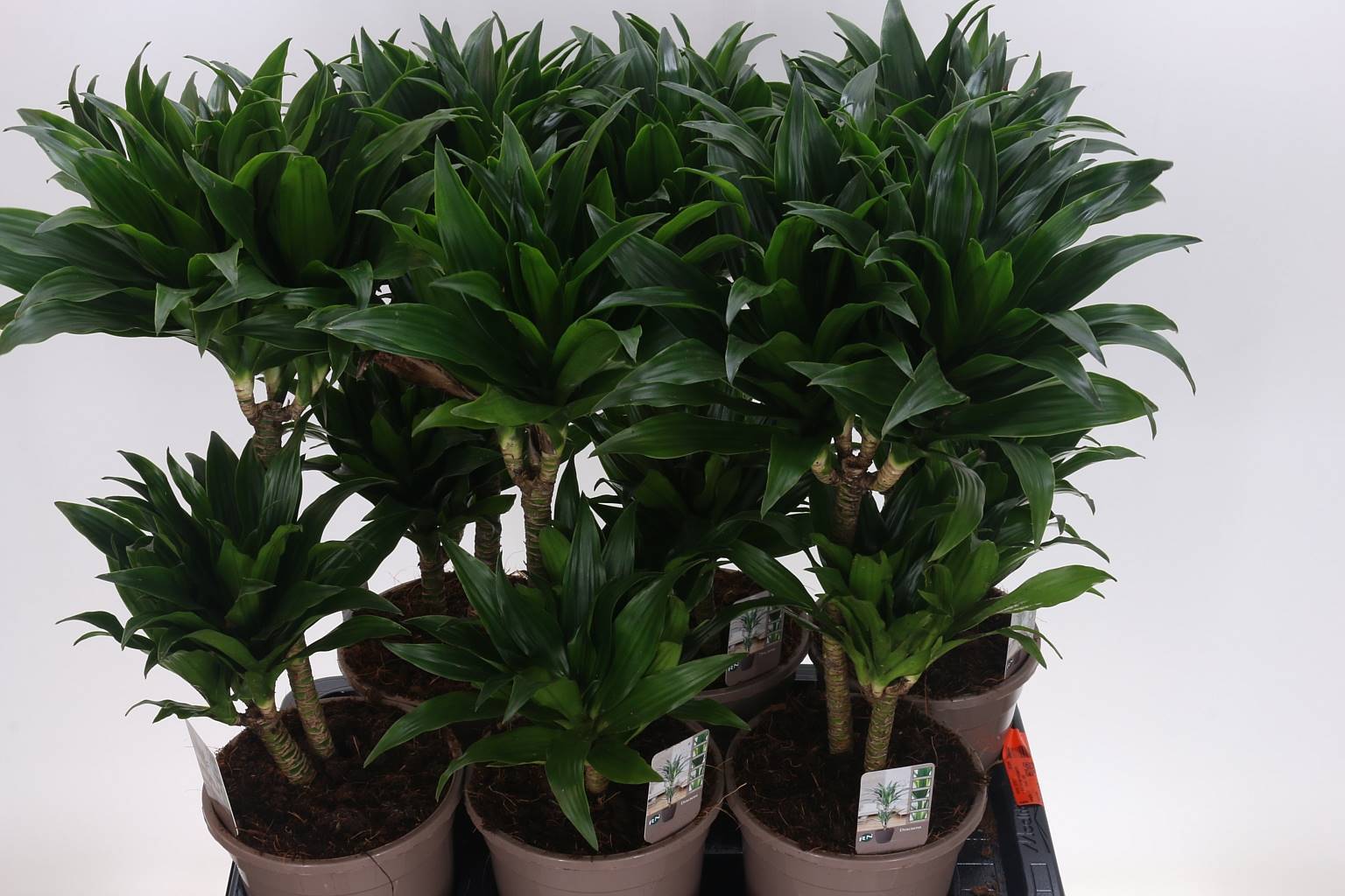 Драцена Компактная ( Dracaena Co Compacta ) W 17 см H 60 см