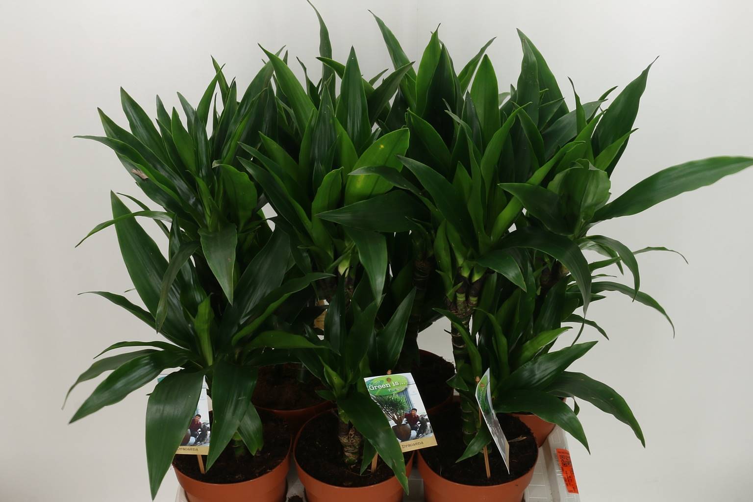 Драцена Фрагария Джанет Крейг ( Dracaena Fragaria Janet Craig ) W 17 см H 80 см