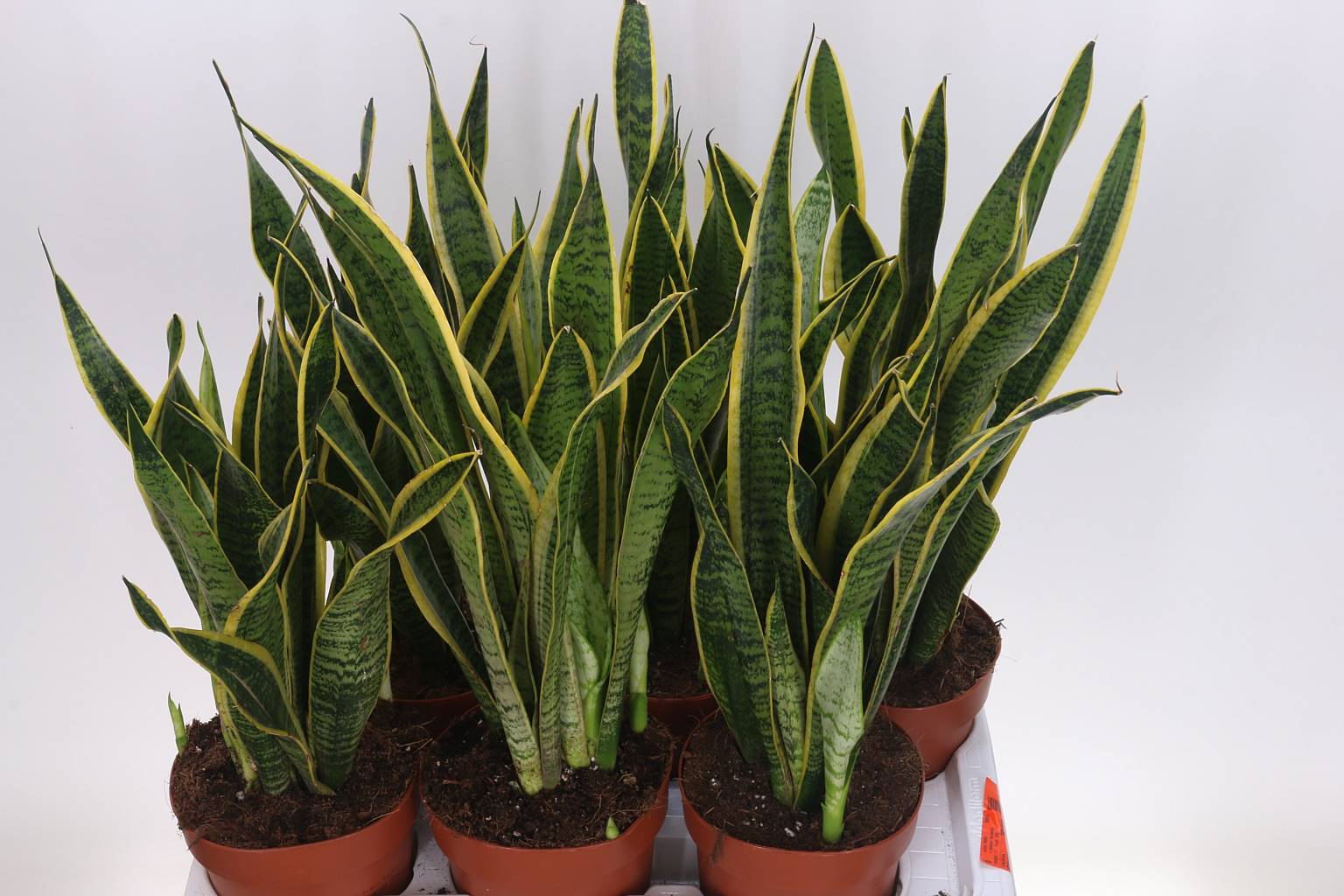 Сансевиерия Лаврентий ( Sansevieria Laurentii ) W 17 см H 60 см