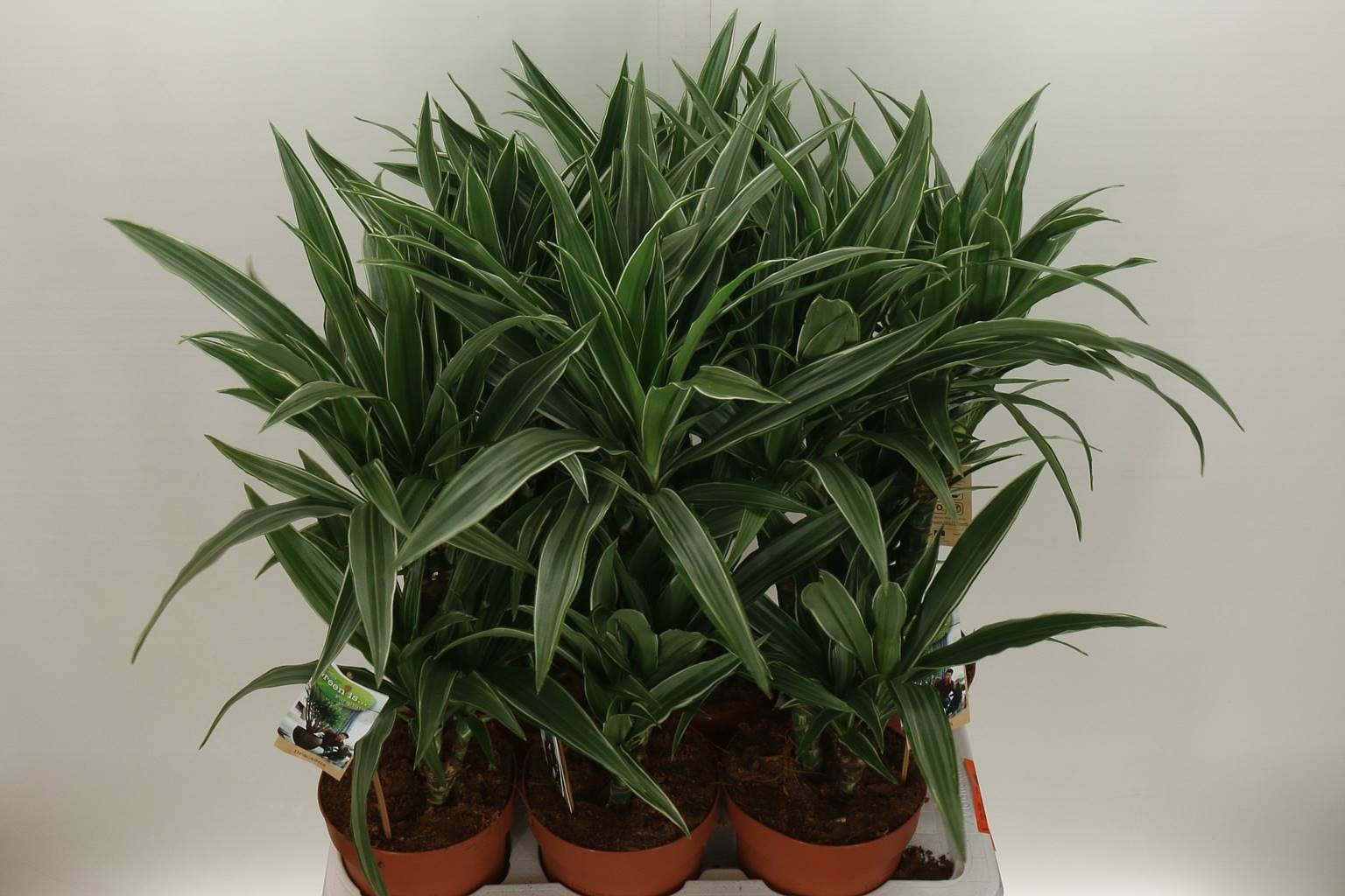 Драцена Де Варнекеи ( Dracaena De Warneckei ) W 17 см H 80 см