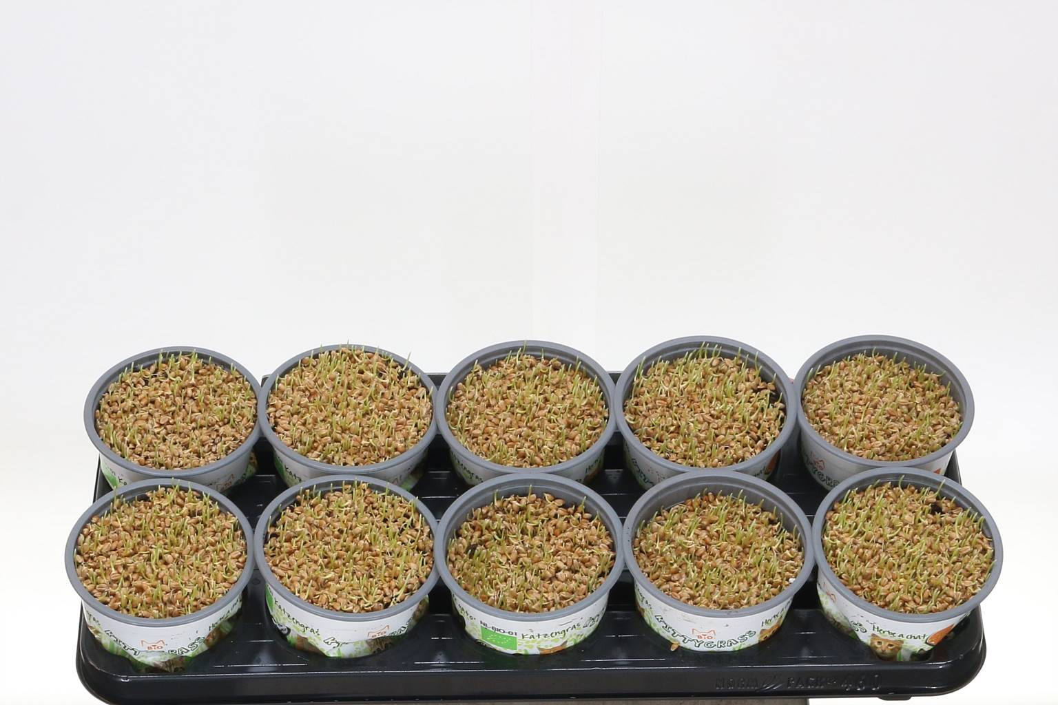 Ячмень (кошачья трава) ( Hordeum (catgrass) ) W 12 см H 10 см