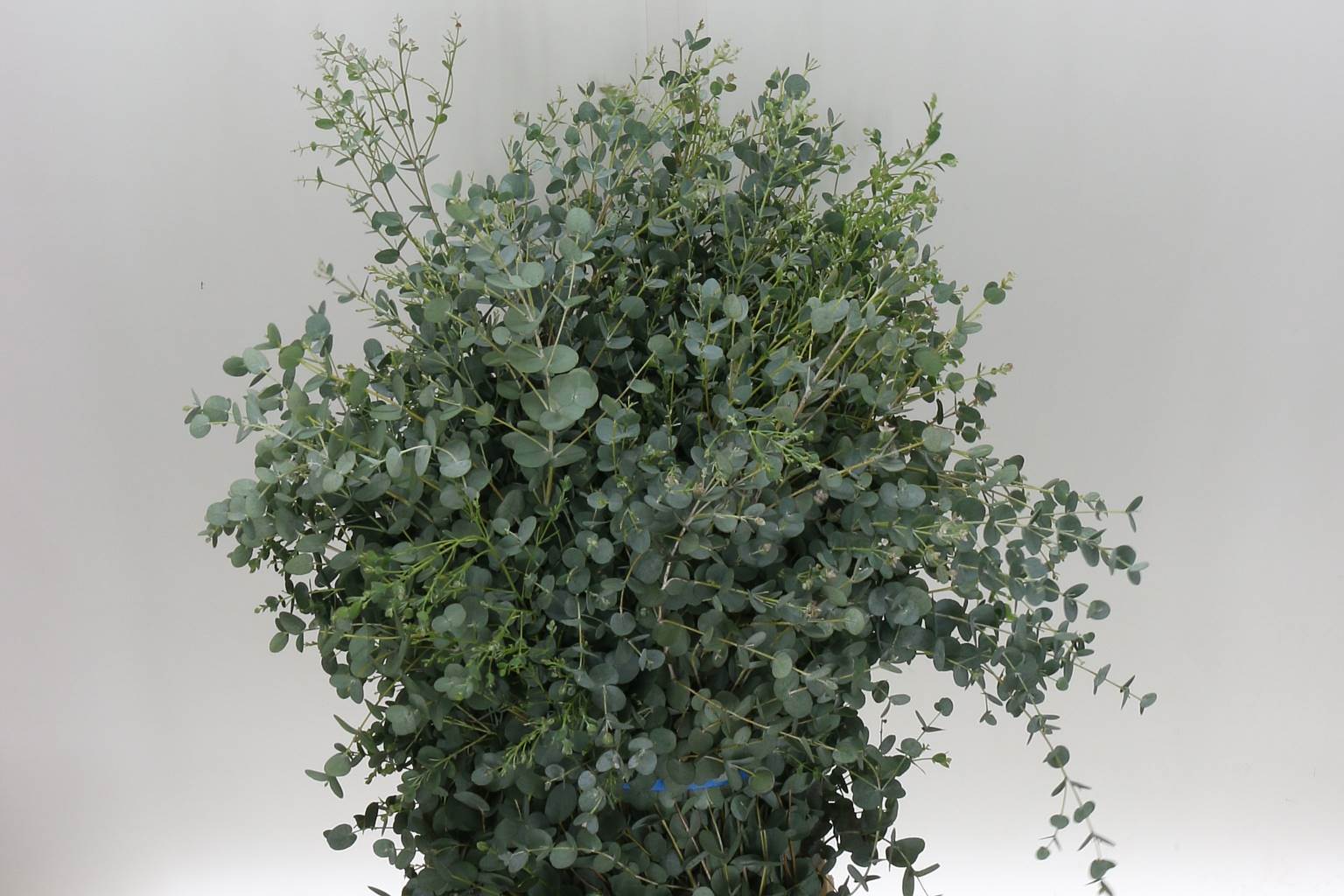 Eucaliptus Gunnii (Эвкалипт Гунни) В70
