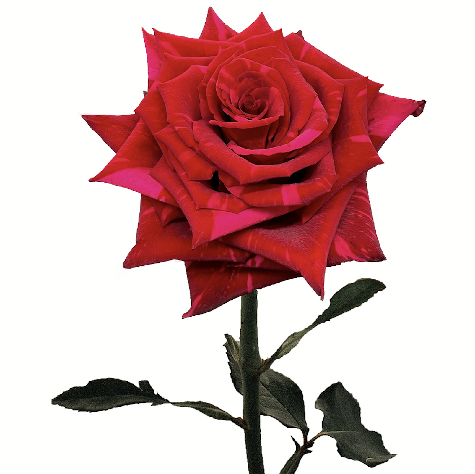 Роза Red Panther (Ред Партнер) В70 Star Roses
