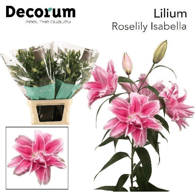 Lilium or dbl roselily isabell (Лилия ор дбл Розели Исабели) В105