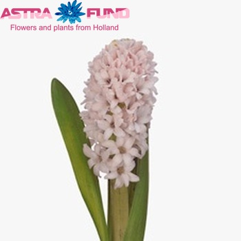 Hyacinthus China Pink (Гиацинт Чайна Пинк) В30