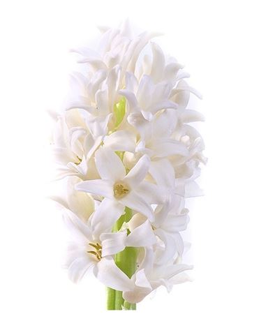 Hyacinthus Top White (Гиацинт Топ Вайт) В30