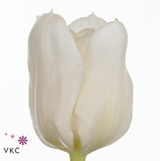 Tulipa du mondial(Тюльпан Ду Мондиал) В36