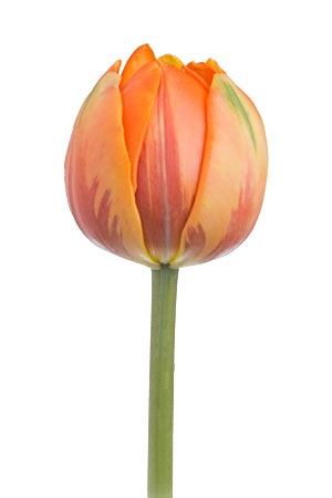 Tulipa Du Orange Princess (Тюльпан Ду Оранж Принцесс) В35