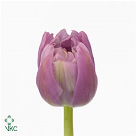 Tulipa Du Double Price (Тюльпан Ду Дабл Прайс) В35