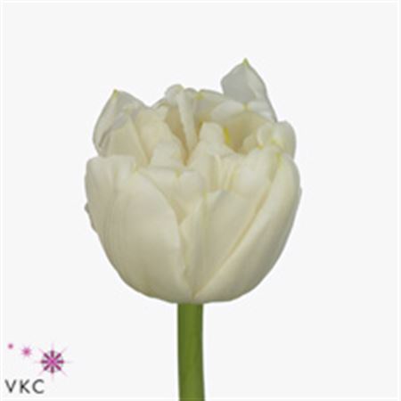 Tulipa Du Northcap (Тюльпан Ду Норзкап) В35