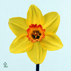 Narcissus Pinza (Нарцисс Пинза) В50