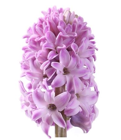 Hyacinthus Splendid Cornelia (Гиацинт Сплендид Корнелия) В40