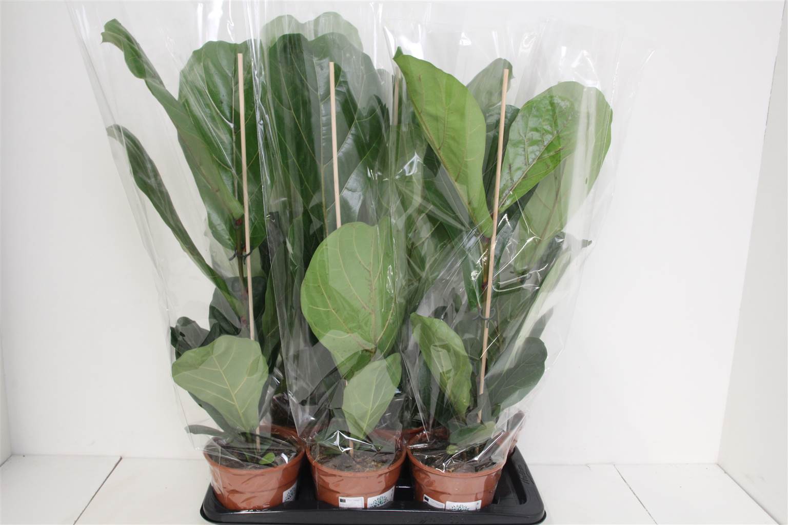 Фикус Водолазный Лиратный ( Ficus Divers Lyrata ) W 17 см H 80 см