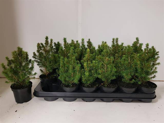 Ель Glauca Conica ( Picea Glauca Conica ) W 10 см H 25 см