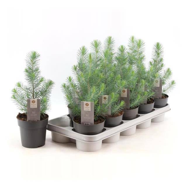Сосновый Серебряный Гребень ( Pinus Silver Crest ) W 12,5 см H 33 см