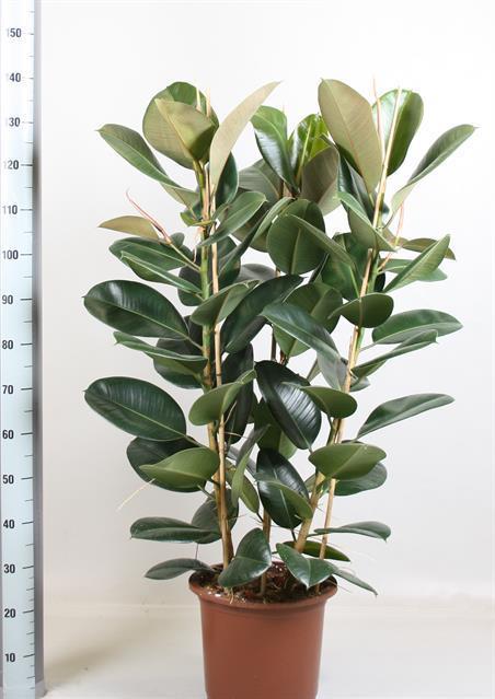Ficus Gemengd Elastica (Фикус Геменд Эластика) В17