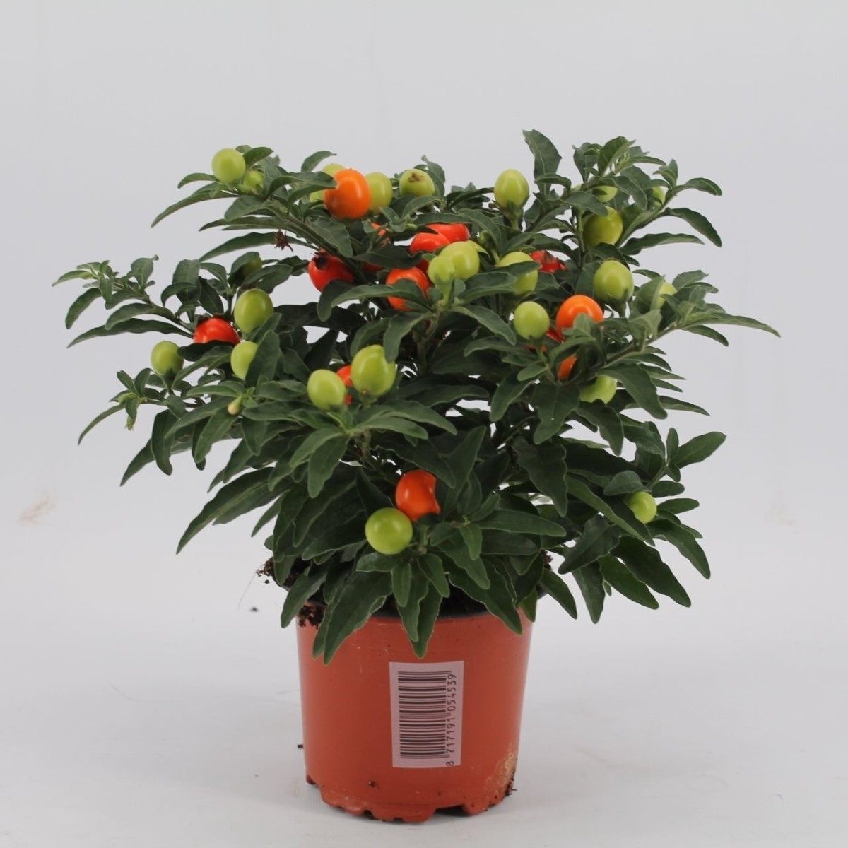 Solanum Pseudocapsicum (Соланум Pseudocapsicum) 12 горш.