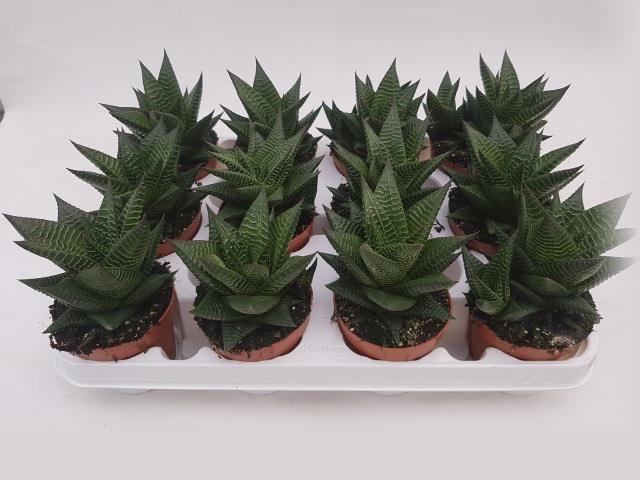 Haworthia Limifolia (Хавортия Limifolia) В12