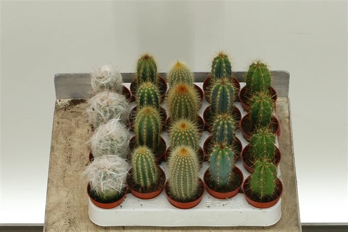 Cactus Gem (Кактус Джем) В6