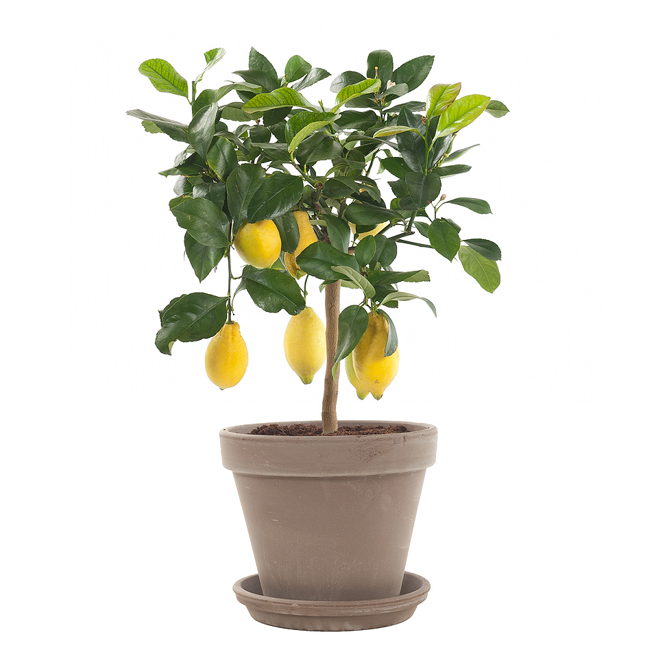 Citrus Limon Op Stam (Цитрус Лимон Ор Стем) 22 горш.
