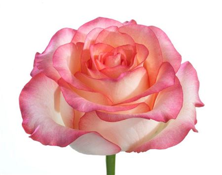 Rosa Gr Jumilia (Роза Гр Джумилия)  В60 Цветы Удмуртии