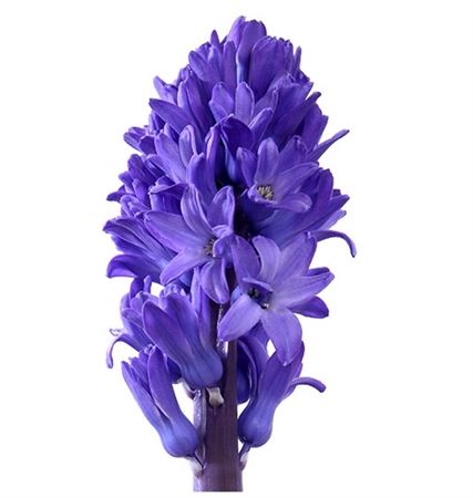 Hyacinthus Blue (Гиацинт Блу) В45