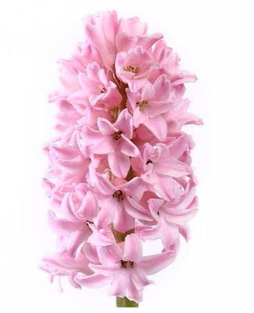 Hyacinthus Fondant (Гиацинт Фондант) В30