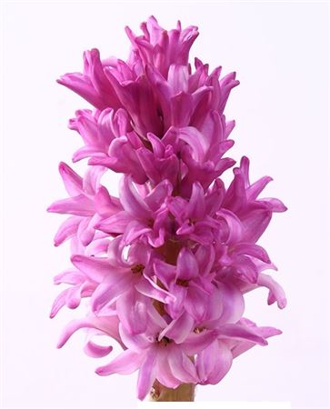 Hyacinthus Pink (Гиацинт Пинк) В40