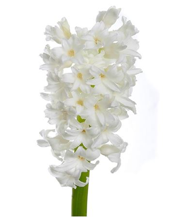 Hyacinthus Aiolos (Гиацинт Айолос) В30