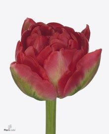 Tulipa Du pamplona (Тюльпан Ду Памплона) В35