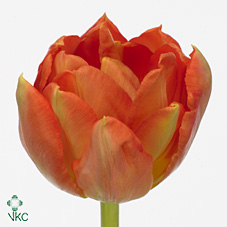 Tulipa Du Viking (Тюльпан Ду Викинг) В35
