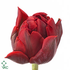 Tulipa Du Red Princess (Тюльпан Ду Ред Принцесс) В36