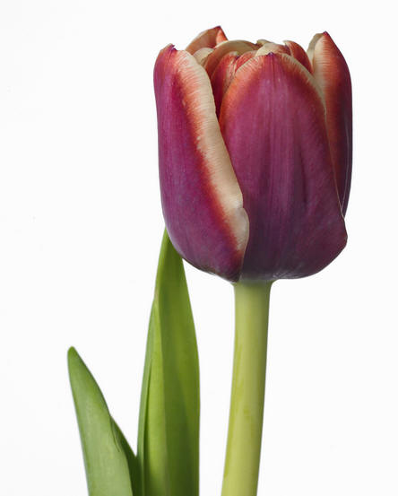 Tulipa En Armani (Тюльпан Эн Армани) В40