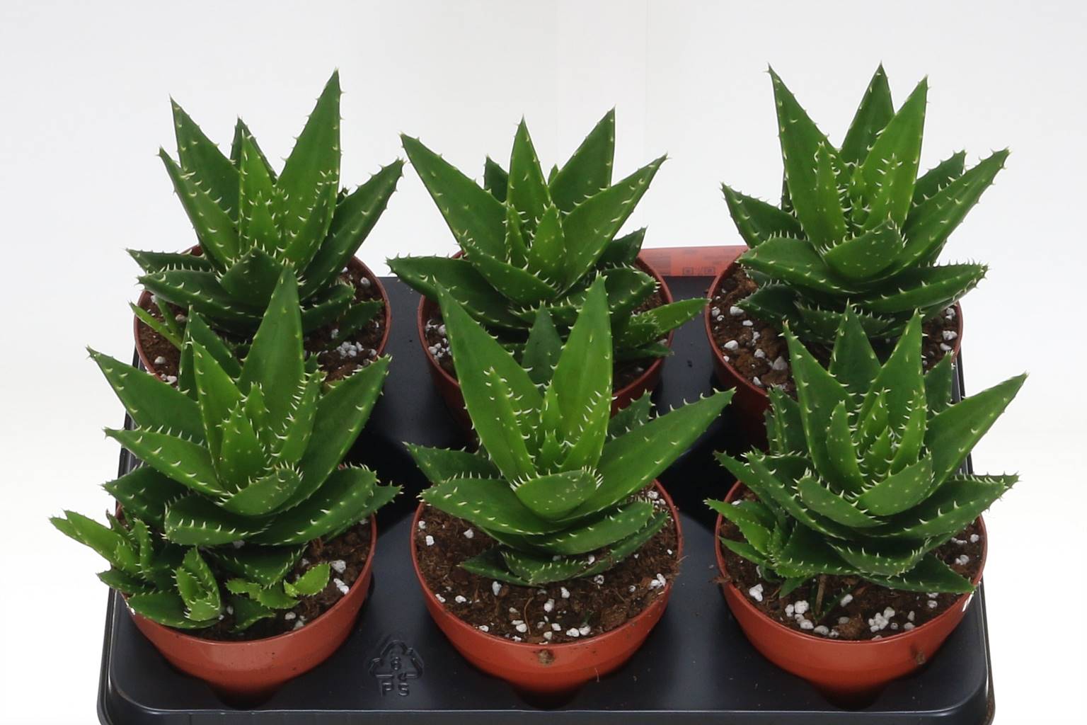 Алоэ Митриформис ( Aloe Mitriformis ) W 12 см H 1 см