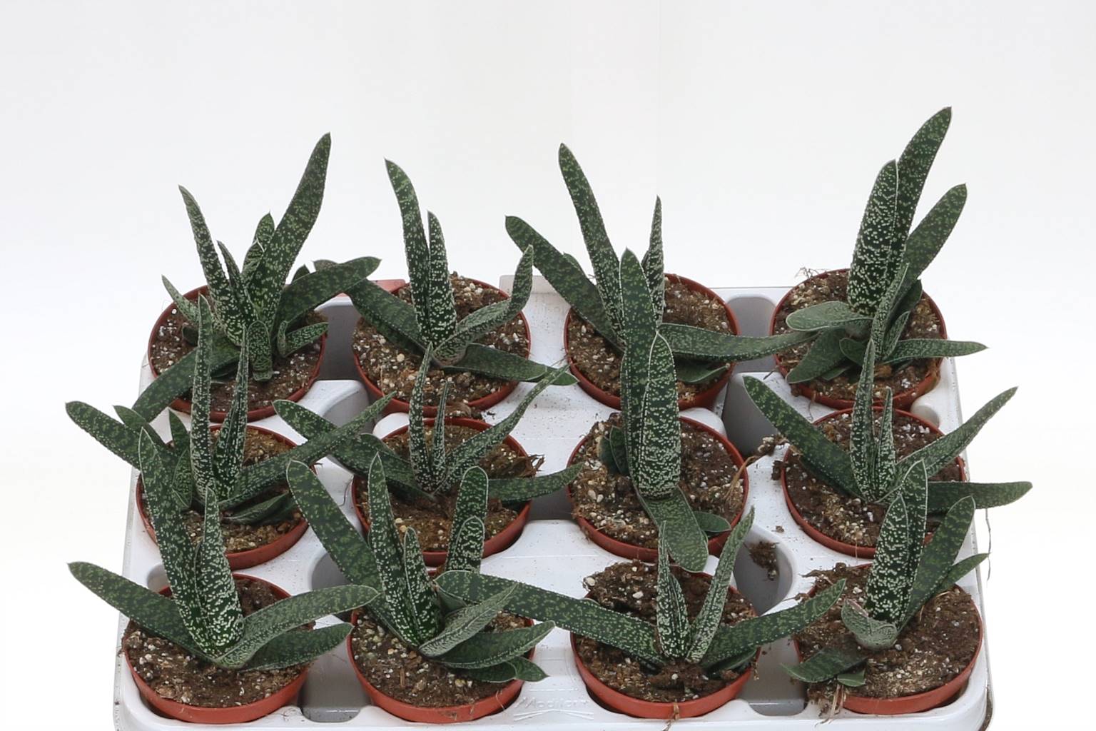 Алоэ Variegata ( Aloe Variegata ) W 8,5 см H 1 см