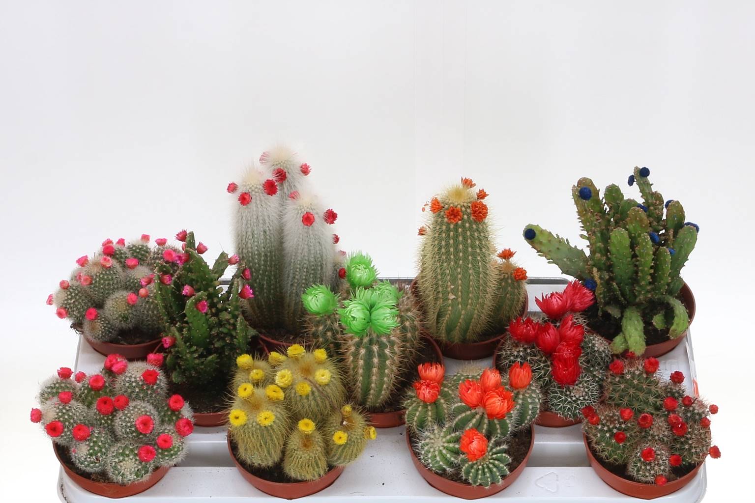Кактус Украшенный ( Cactus Decorated ) W 10,5 см H 30 см