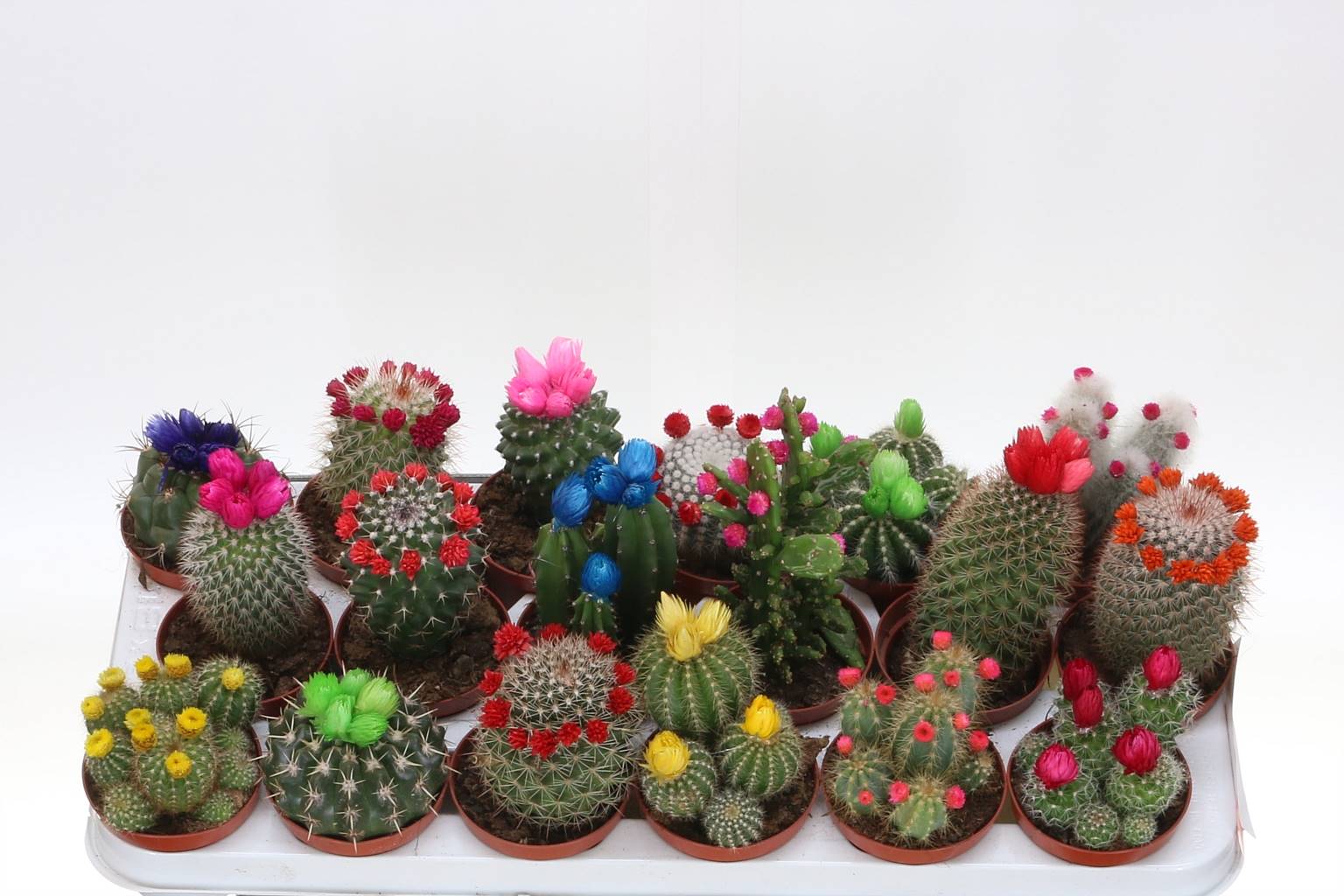Кактус Украшенный ( Cactus Decorated ) W 8,5 см H 30 см