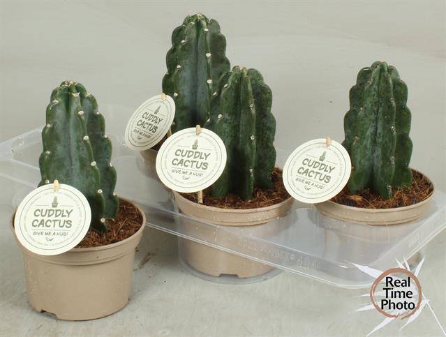 Кактус Knuffel ( Cactus Knuffel ) W 15 см H 30 см