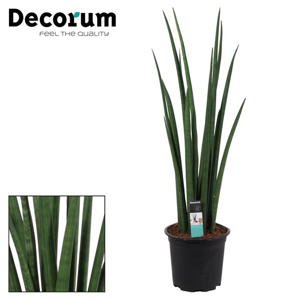 Ракета Sansevieria Cylindrica 17 См ( Sansevieria Cylindrica 17 Cm Rocket (decorum) ) W 17 см H 70 с