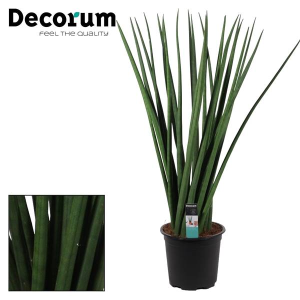 Сансевиерия Цилиндрическая 17 См Спагетти ( Sansevieria Cylindrica 17 Cm Spaghetti (decorum) ) W 17