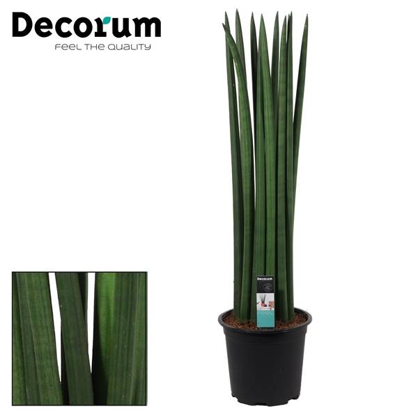 Сансевиерия Цилиндрическая 17 См Прямая ( Sansevieria Cylindrica 17 Cm Straight (decorum) ) W 17 см