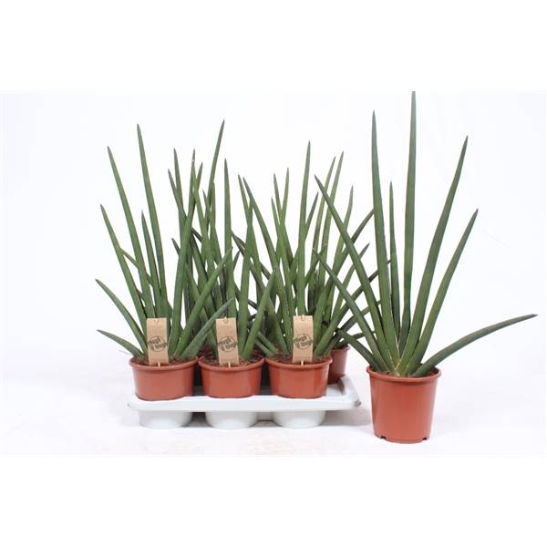 Вентилятор Sansevieria Cylindrica ( Sansevieria Cylindrica Fan ) W 17 см H 70 см